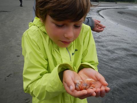 A young boy gently cups two male Bay Ghost Shrimp that have huge white claws