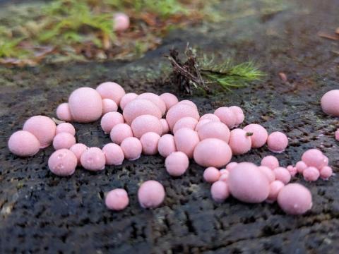 Pink slime mold growing on a log, looks like small pink marbles