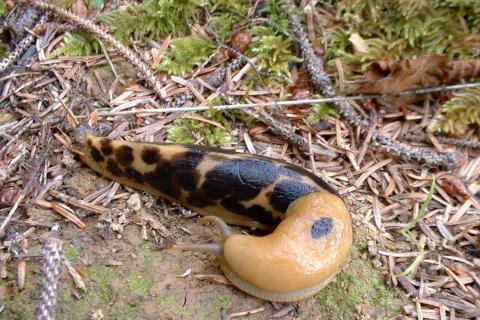 Classic Yellow Banana Slug with black spots on the forest floor