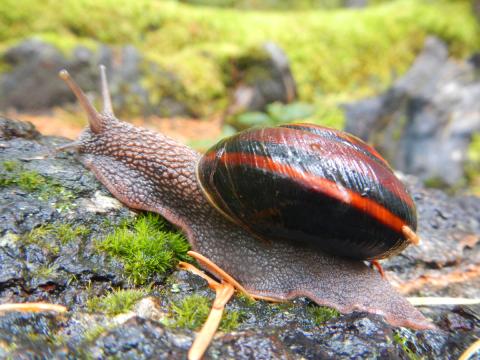  A Pacific Sidebend Snail which has a colorful banded shell is moving on a mossy log 