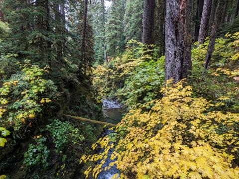 View from the other side of the Sol Duc Falls bridge looking downstream in the gully with bright yellow leaves of vegetation in autumn 
