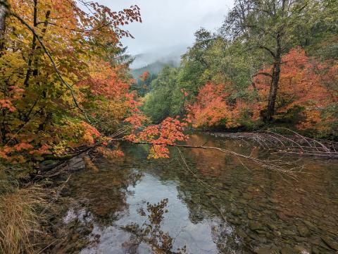 A picuture of the Sol Duc River at low flow in the fall showing the reflection of the Vine Maples with their bright red leaves