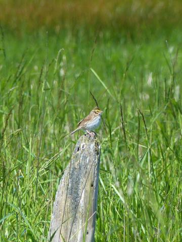 Savannah Sparrow on a post in the middle of a grassland