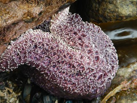 A Common Star is shown enveloping what appears to be a purple urchin and presumably is consuming it