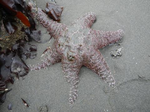 A Common Star which usually only has five rays is shown here in sand with six rays