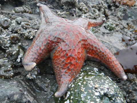 A five-arm fat Leather Star sits on a rock and is mottled red and blue-gray with a large central disc