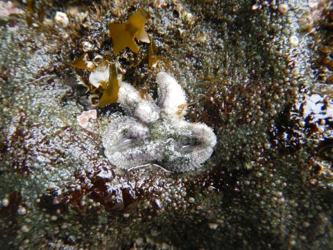 A Six-rayed Star is mottled gray-white-green on a rock wall with barnacles and seaweed