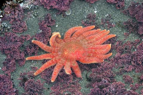 A Sunflower Star or twenty-rayed star is pictured moving on the bottom of a sandy tidepool with tidepool coraline algae
