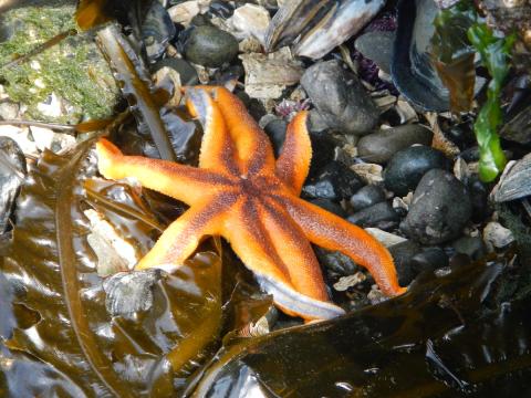 The Striped Sunstar is orange with radiating gray central stripe 8 arms on rocks and kelp at low tide