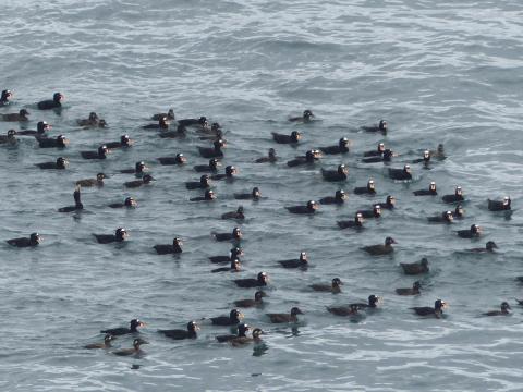 A large raft of surf scoters are shown, which are black seaducks