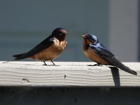 A pair of Barn Swallows shown perched showing off their reddish brown belly and face, blue backs, and long tail