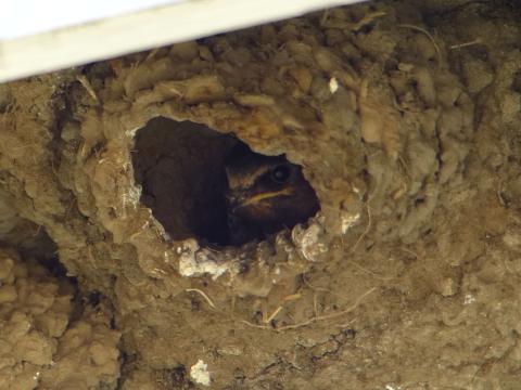 A Cliff Swalllow peeks its head out of its gourd-shaped nest made out of mud under of eave of a small building