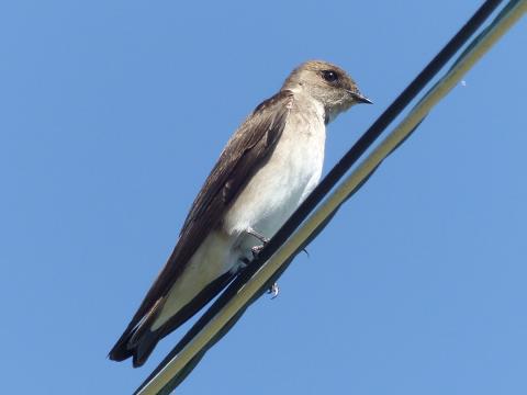 the Northern Rough-winged Swallow is the drabbest of the swallow and martin specises and is shown perched on a line