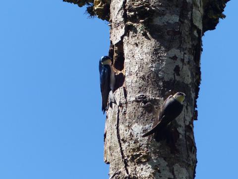A pair of tree swallows cling to the side of a dead standing tree near a tree cavity