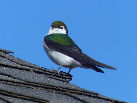 A brilliant male Violet Green Swallow rests for a moment on a roof