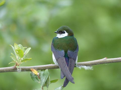 The back of a male Violet-green Swallow is shown perched on a branch with its head turns so you can see its white face 