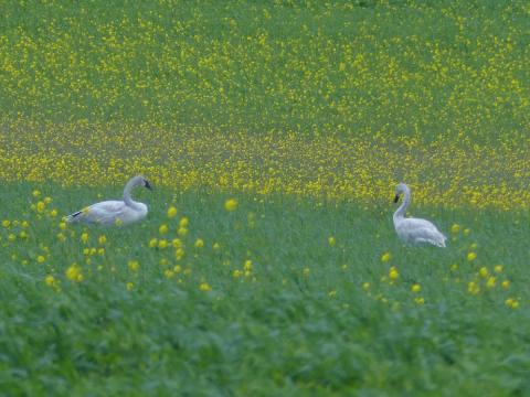 Two large white Trumpeter Swans are grazing in a field dotted with yellow flowers of plants in the mustard family 