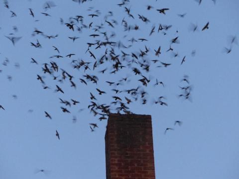 Hundreds of Vaux's Swift descend into a Port Angeles chimney to roost for the night during spring migration