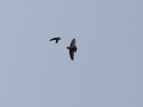 TWo Vaux's Swifts are flying showing their short wings and tail 