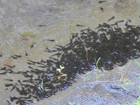 A large group of amphibian tadpoles, most likely frogs, gather together in shallow warm water in a sidechannel of the Dungeness River