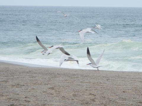 A small flock of Caspian Terns, that look like gulls but with long slimmer wings, fly along a beach
