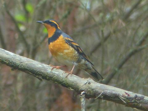 A male Varied Thrush is smaller than a robin with less of a protruding breast and a distinct collar and mask