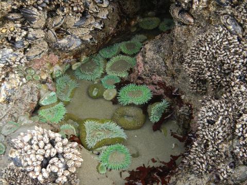 A tidepool on an Olympic National Park beach filled with Giant Green Anemones some of which are open and some are closed