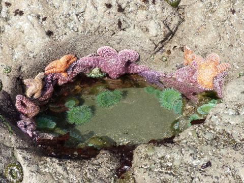 A perfectly formed rocky tidepool with Giant Green Anemones underwater with a ring of Common Stars
