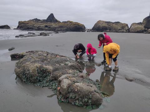 Four participants tidepooling at low tide on the beach looking at a rocky outcropping that is covered in anemones and other intertidal life 