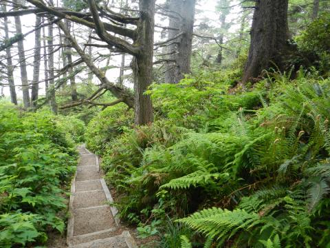 A stairway trail with giant ferns leads down to an Olympic National Park beach