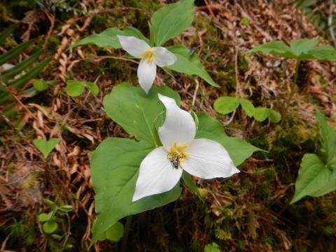 Trillium ovatum or the Pacific Trillium flower which is a large white flower that is a spring ephemeral wildflower