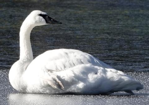 A regal looking Trumpeter Swan rests on the edge of ice on a partially frozen wetland