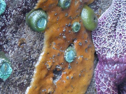 California Sea Pork is the yellow fleshy slab on a wall pictured here with part of a purple sea star and giant green anemones