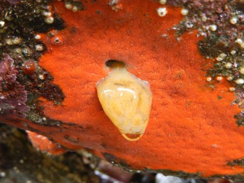 A Red Sponge surrounds a Yellow Compound Tunicate that is dangling from an overhanging rock during low tide