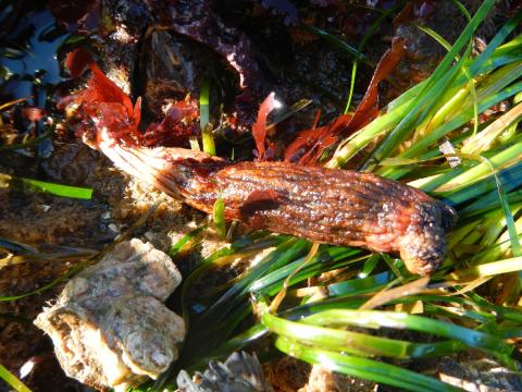 A Long-Stalked Sea Squirt lies on surfgrass at low tide 