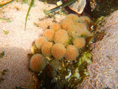 Yellow-lobbed Tunicate appear as separate yellow balls with orange dots