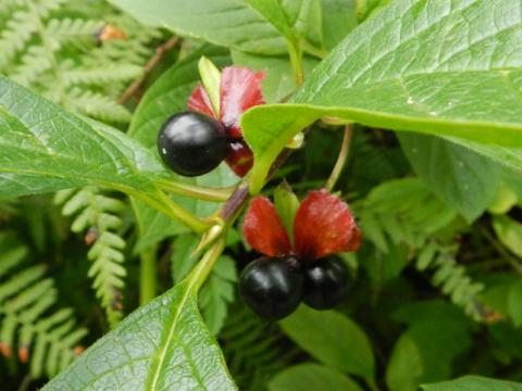 Closeup of the round black fruit of the Twinflower shrub that commonly grows on the coast