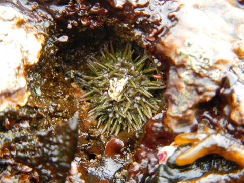 A small green sea urchin is shown in a rock hole that is surrounded by seaweed