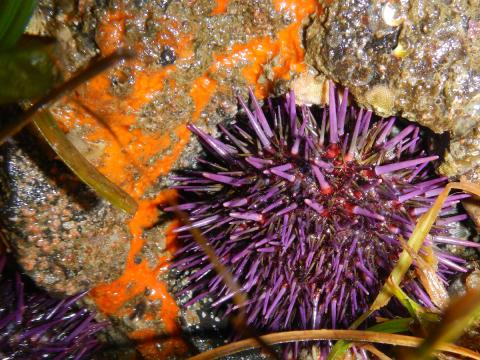 A Purple Sea Urchin is shown nestled in a  rock