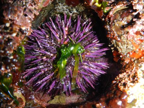 A Purple Sea Urchin is in a rock hole with some green seaweed attached to its spines