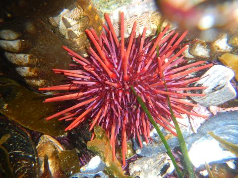 A Giant Red Sea Urchin is shown in a tidepool with seaweed