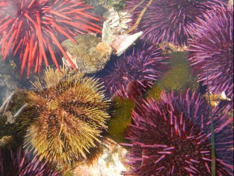 A tidepool is pictured with one green, one red, and four purple urchins