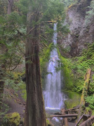 Marymere Falls is shown at a distance from the trail with a Western Red Cedar shown on the side of the trail to the viewing platform