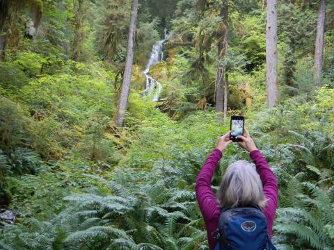 A participant takes a photo of Mineral Creek Falls over Sword Ferns that are almost as tall as she is 