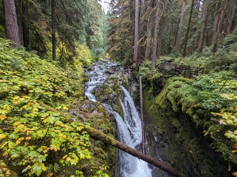 Sol Duc Falls pictured in fall with yellow leaves on much of the vegetation