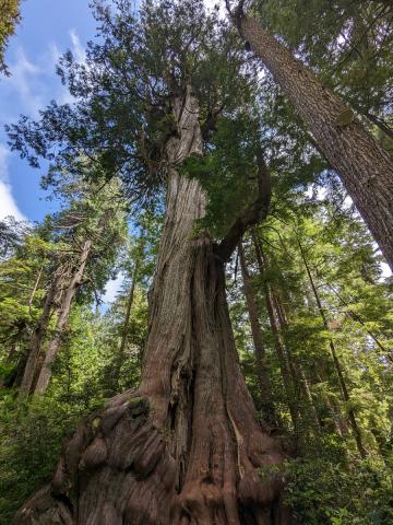 An Ancient Western Red Cedar with a thick gnarled base and blue sky behind the canopy 
