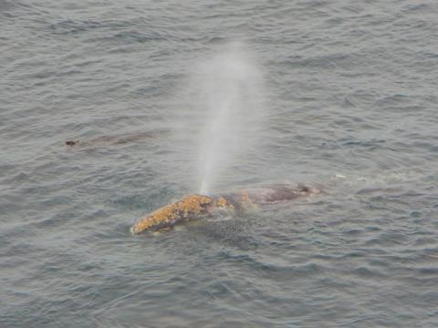 The head and back of a Gray Whale is pictured surfacing and spouting (blowing water up in a spray) as seen from Cape Flattery  