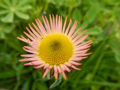 Closeup of a Daisy with pink petals against a green background