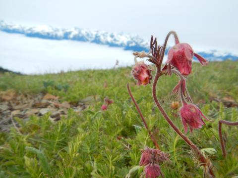 Prairie Smoke is a small red flower that grows close to the ground and the one pictured here has the Olympic Mountains in the background