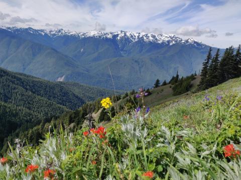 A yellow wallflower stands out against red painbrush and other flowers with the snowy Olympic Mountains and forested slopes in the background